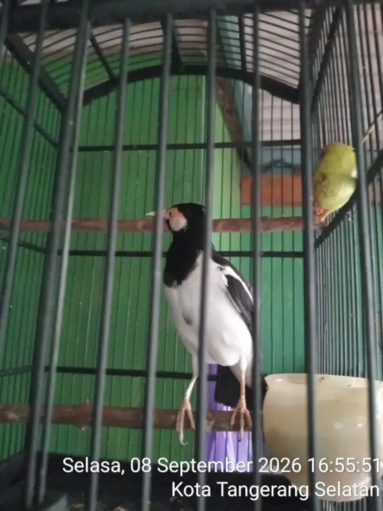 Jalak suren gacor jinak