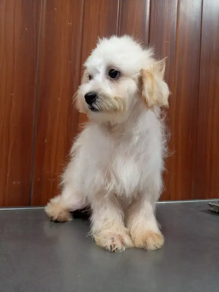 Puppy shitzu mix maltipo