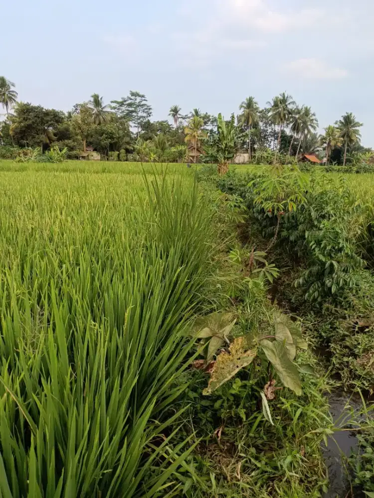 Tanah Sawah di Kab Tasikmalaya, Kec Manonjaya, Ds Pasir Panjang