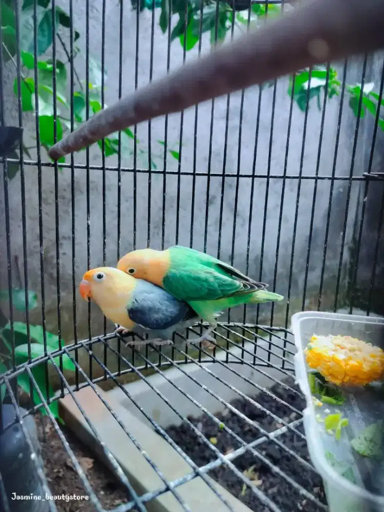 Pasangan resmi nelor mewah