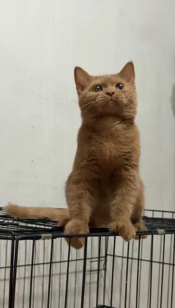British shorthair