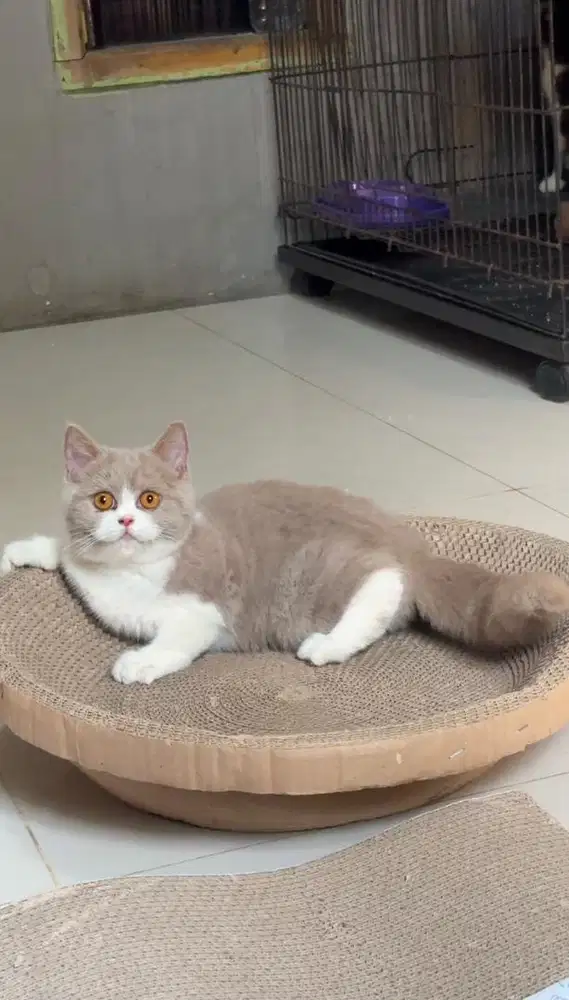British shorthair