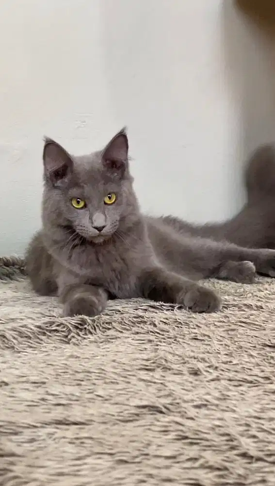 Kitten mainecoon
