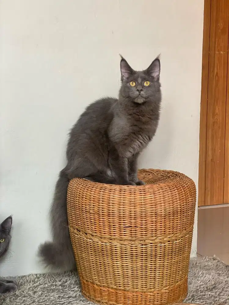 Kitten mainecoon