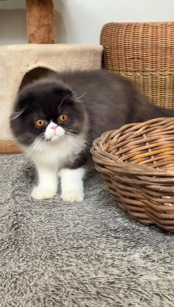 Kitten Scootisfold