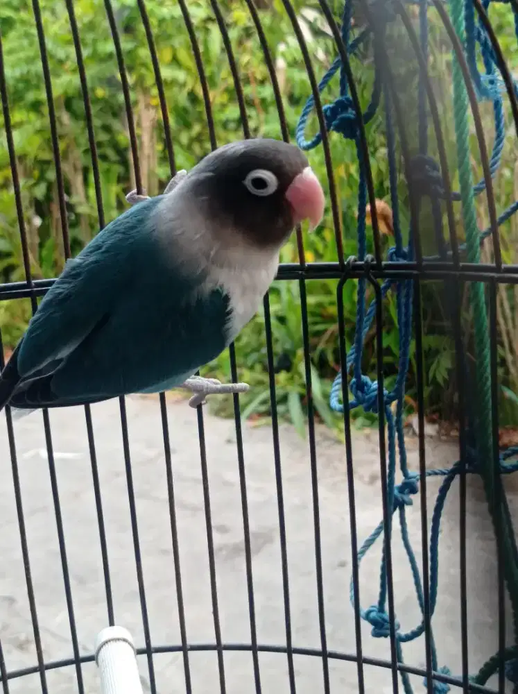 Burung love bird cobal