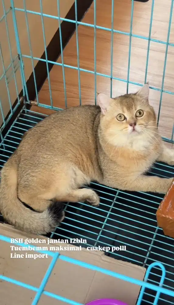 British shorthair Golden
