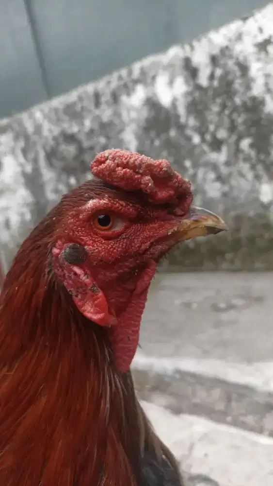 ayam bangkok muda