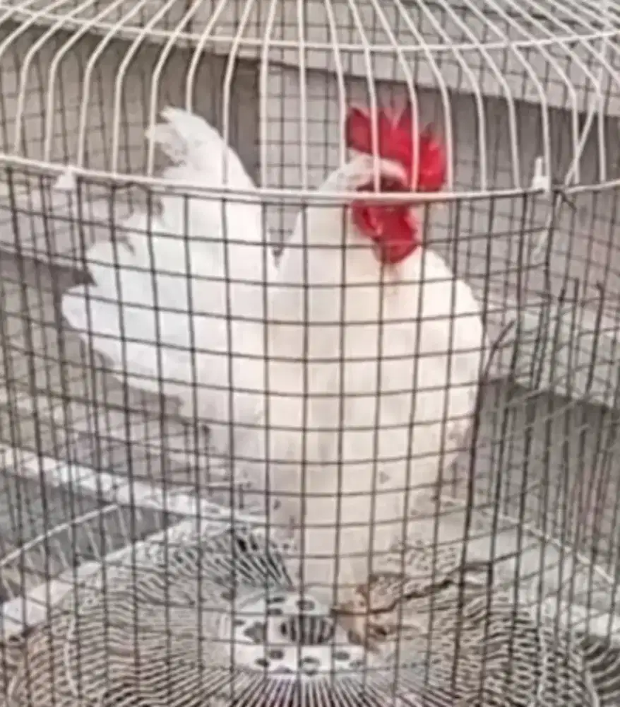 Ayam serama putih sepasang  7bln di Jagakarsa Jakarta Selatan