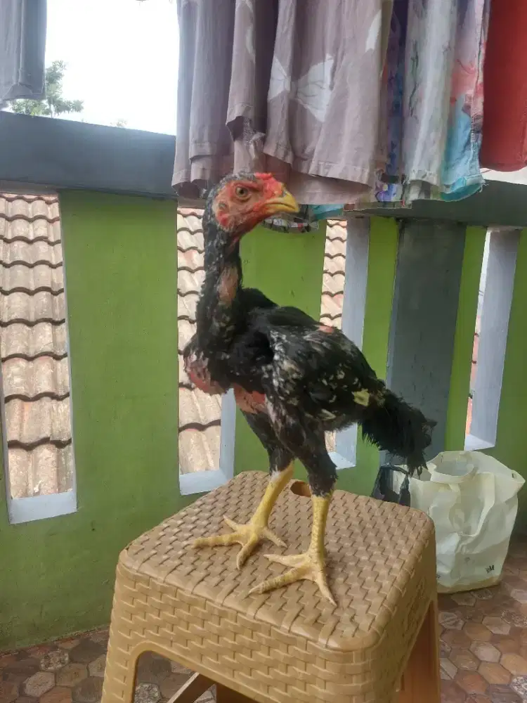 ANAK AYAM BANGKOK