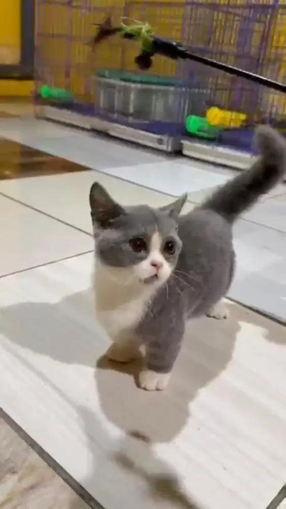 Muchkin BSH kitten