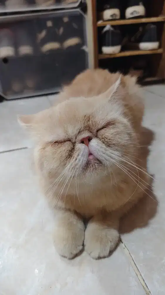 Kitten kucing peaknose persia longhair pendek exotic