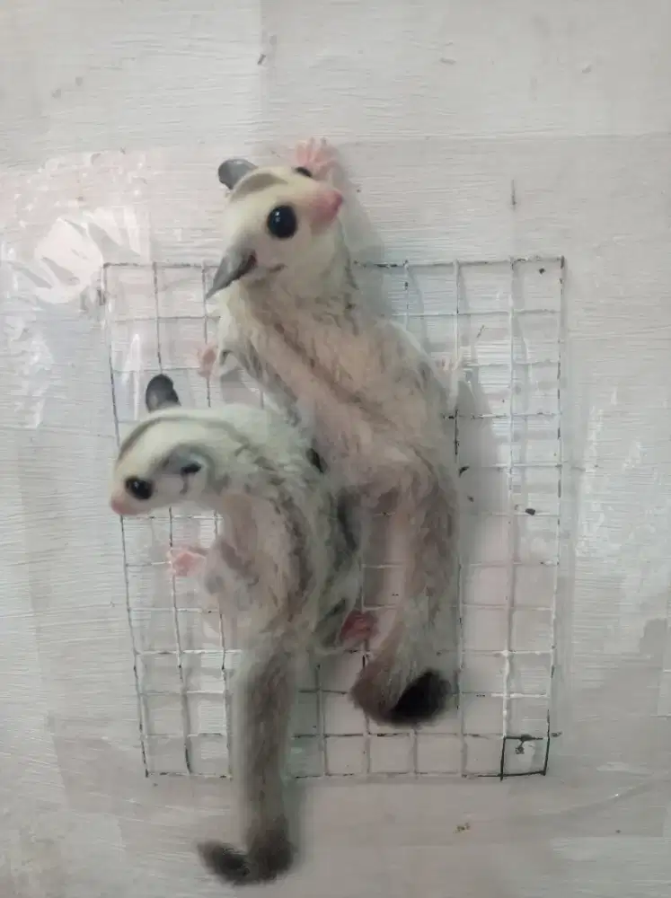 Sugar glider platinum