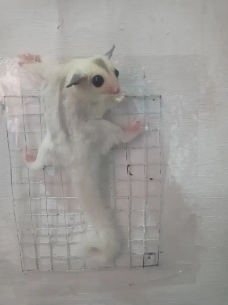 Sugar glider teu platinum mozaik
