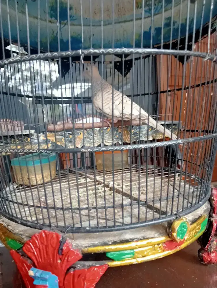 Perkutut golden / putih lurik