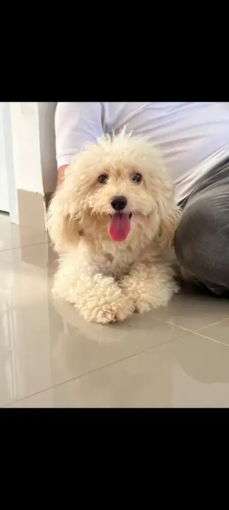Anjing apricot Poodle