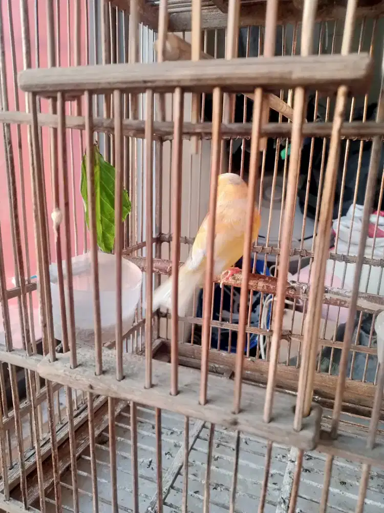 Kenari jantan cerah