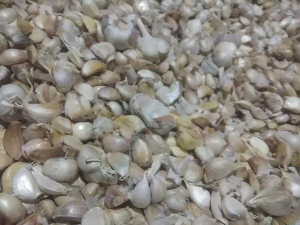 Bawang putih murah