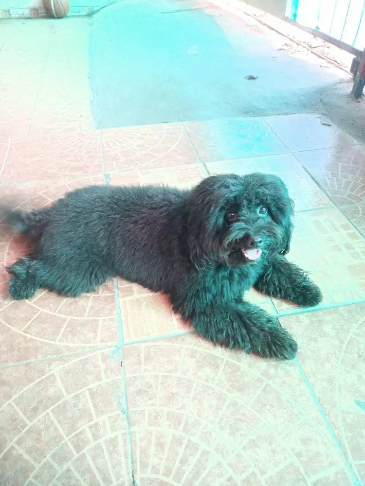 Poodle Hitam Long Hair