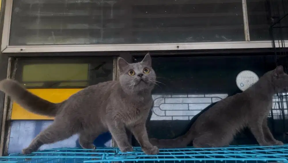 Kucing bsh pure bukan mix persia atau yg lain