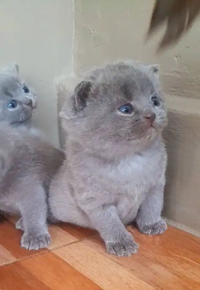 Kitten British shorthaie