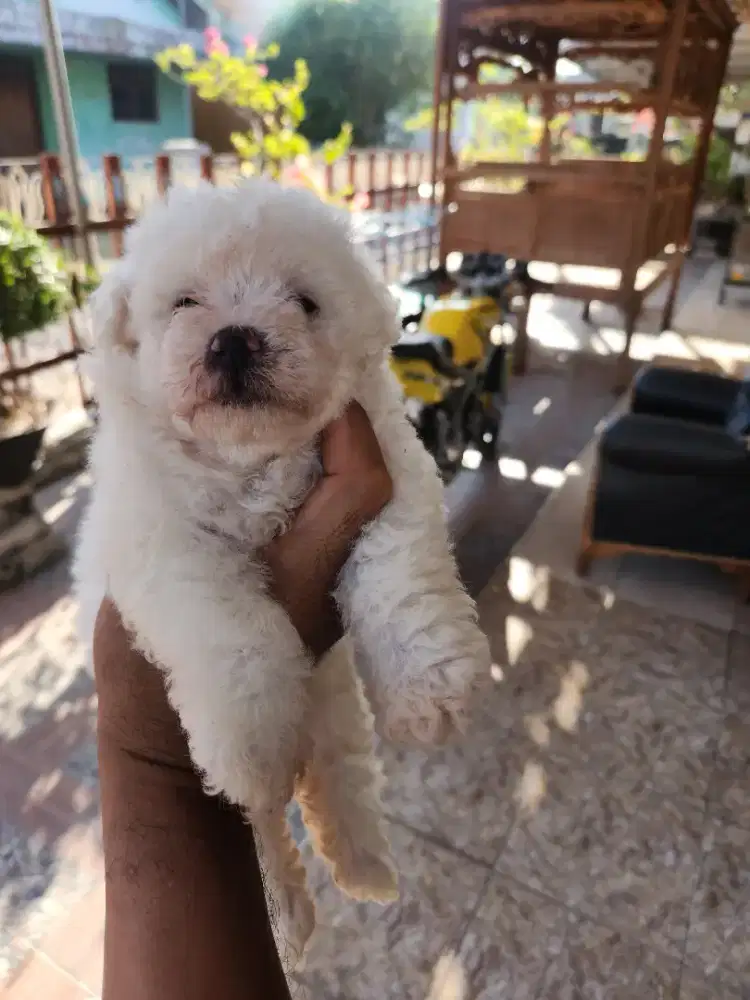 Bichon Frise cantik