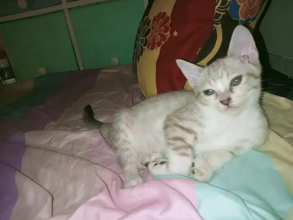 Kucing Persia mixdom