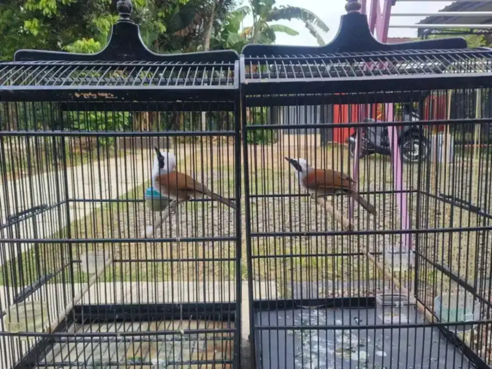 poksay thalaind bahan marulus