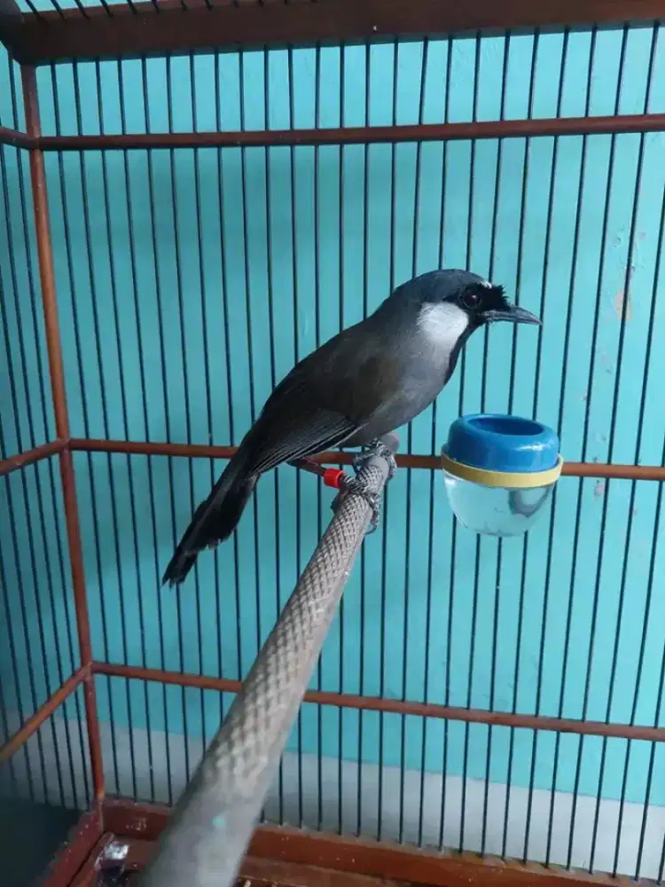 poksay hongkong bahan garansi jantan