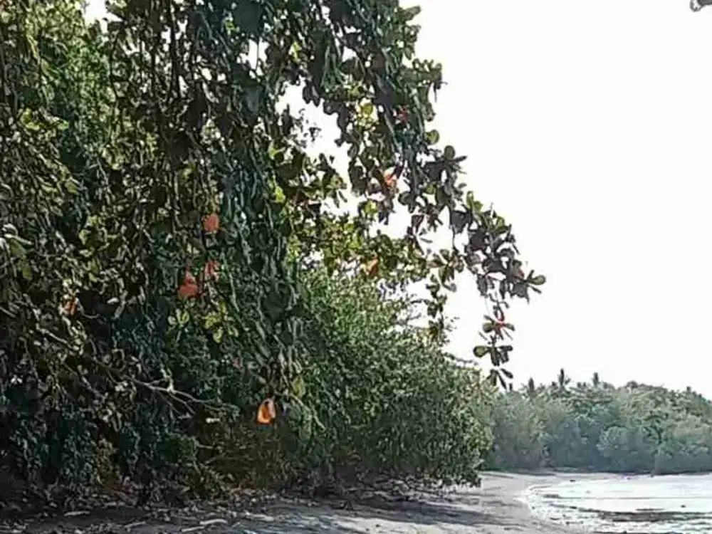 Dijual Cepat Tanah Cantik Pinggir Pantai,  Harga Sangat Murah