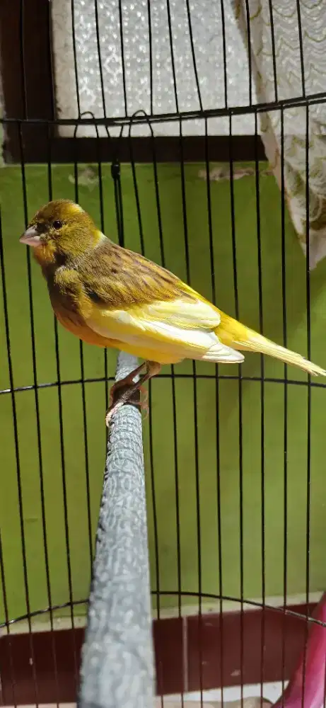 Burung kenari betina siap produk