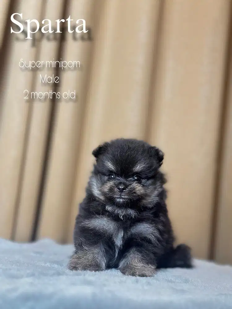 Super minipom jantan