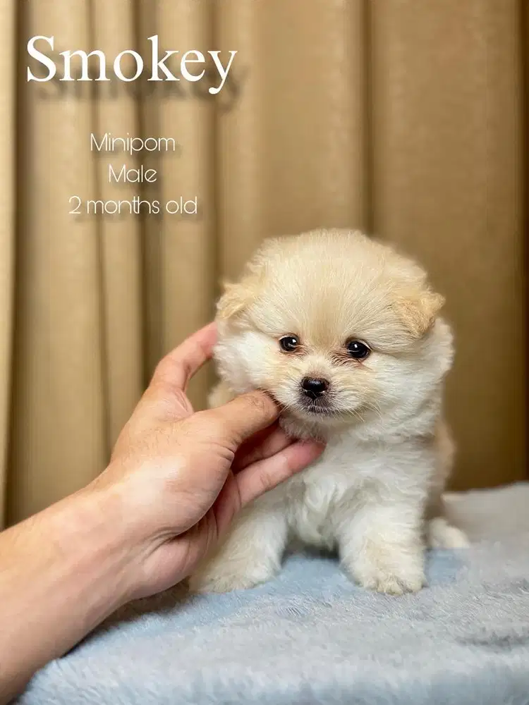 Minipom jantan 2 bulan