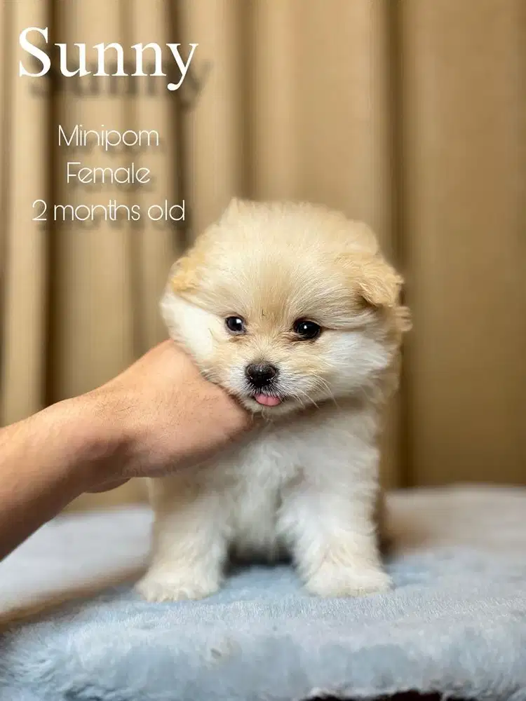 minipom betina 2 bulan