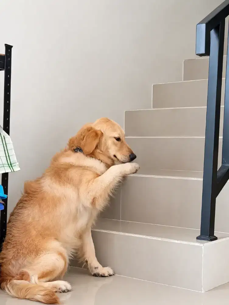 Golden Retriever Betina Stambum