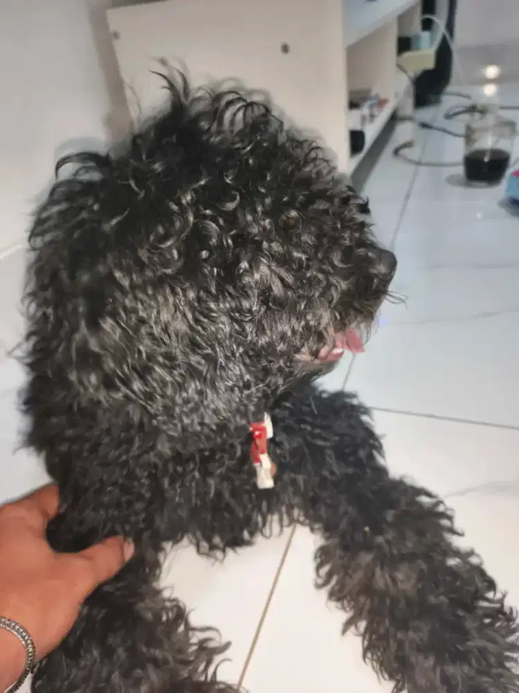 DOGGY TOY PODDLE