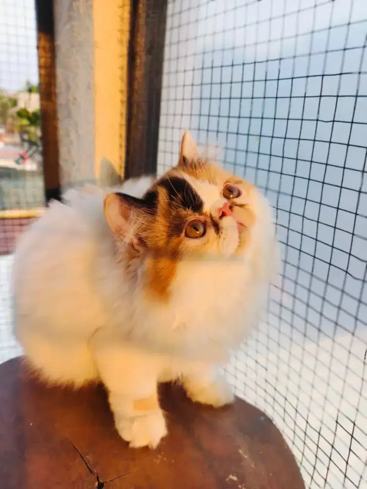 kucing kitten anakan peaknose extream betina