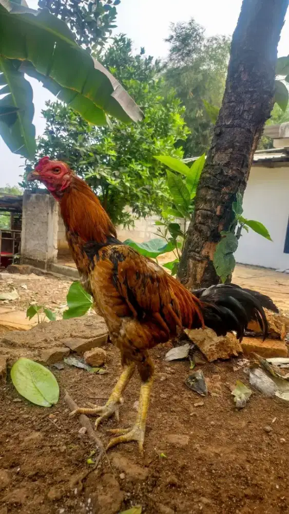 Ayam Bangkok Pacek