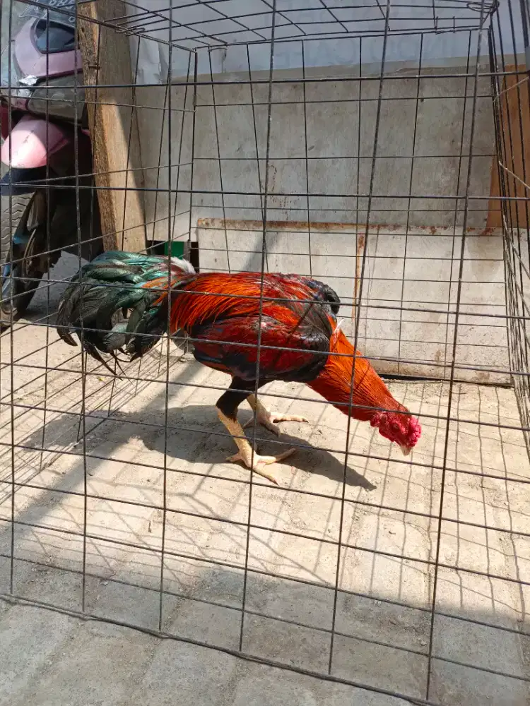 Jual ayam bangkok