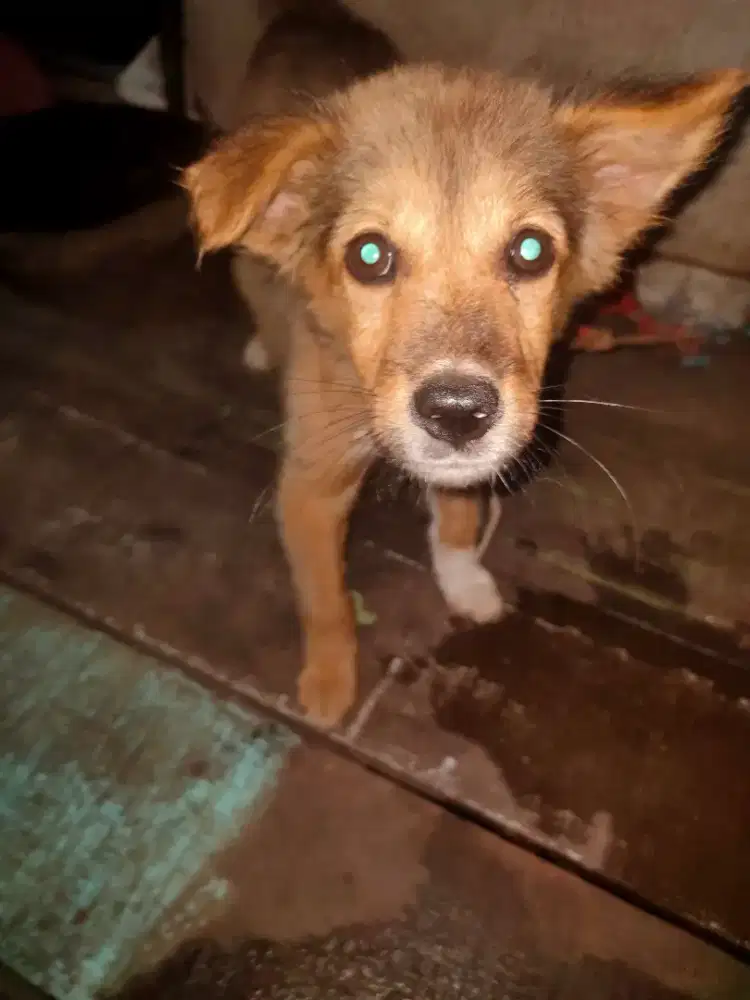 Anak anjing dijual