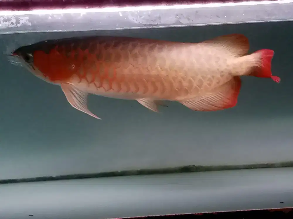 Arwana super red jumbo