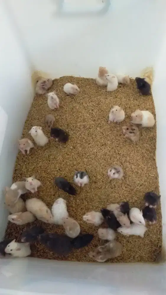 Hamster syrian anakan
