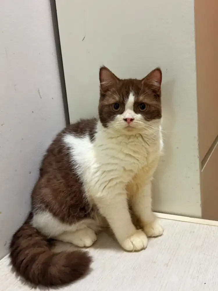British shorthair bicolor Choco jantan  bsh kucing male