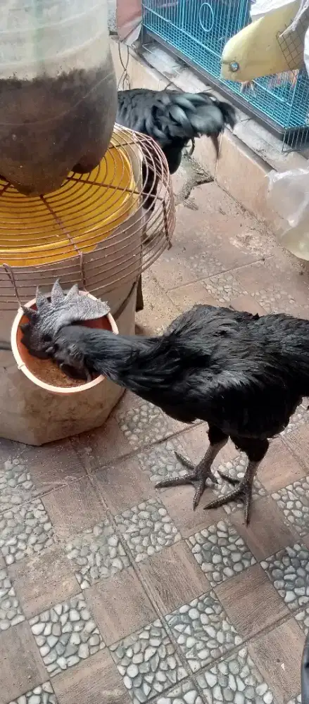 Jago cemani sepasang