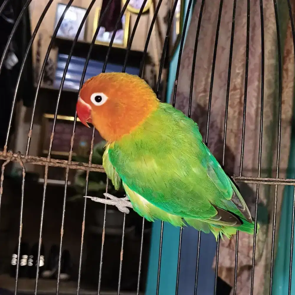 Lovebird betina biola green