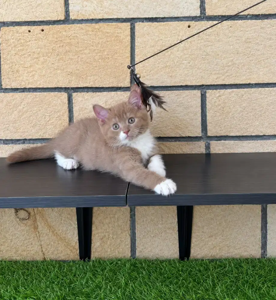 Bsh cinamon jantan