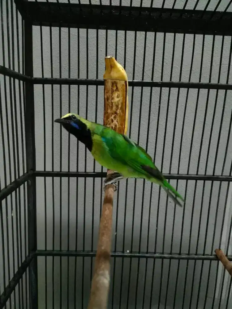 cucak medan nuju mereskeun