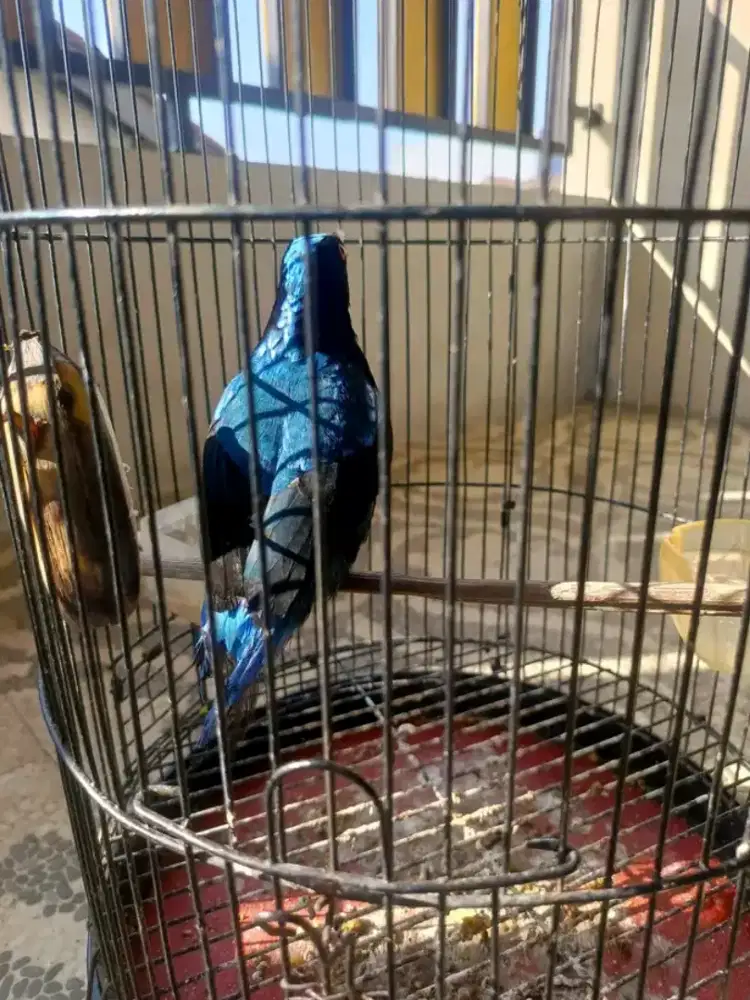 cucak biru jantan nuju mutasi dewasa