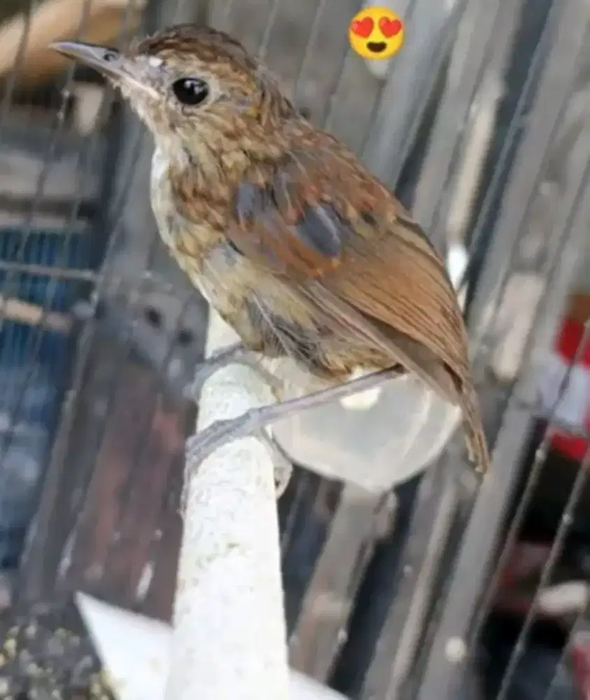 jongkangan cingcoang trotol jalu gacor