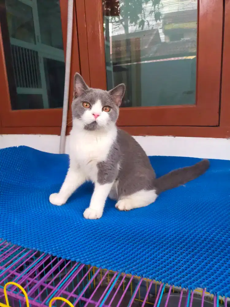 Kucing bsh British shorthair bico blue jantan